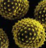 airborne pollen